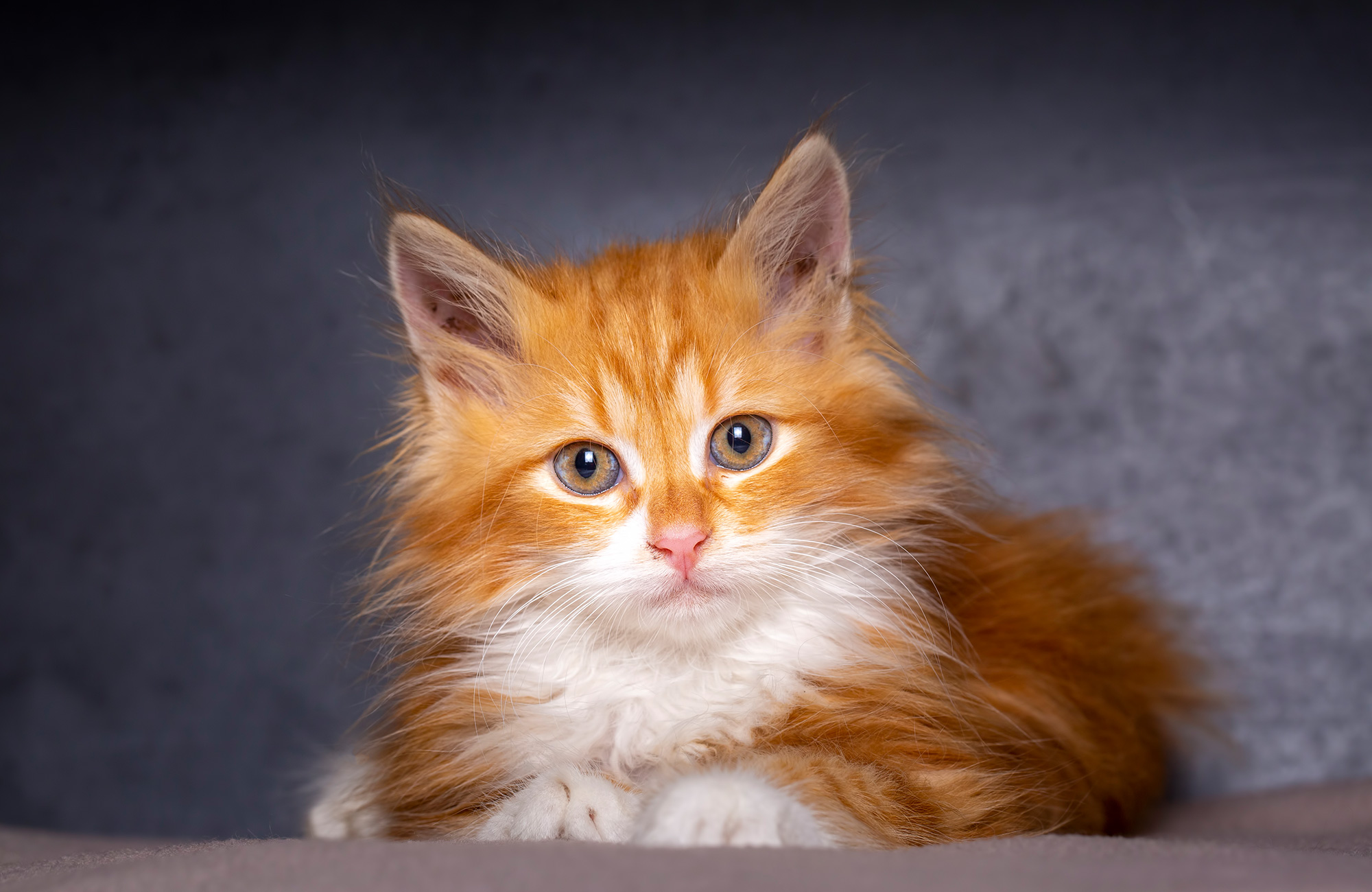 What are the Fluffiest Cat Breeds?