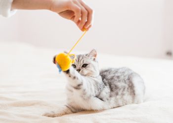 Amazing Moving Cat Toys for 2021