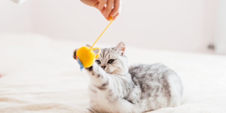 Amazing Moving Cat Toys for 2021