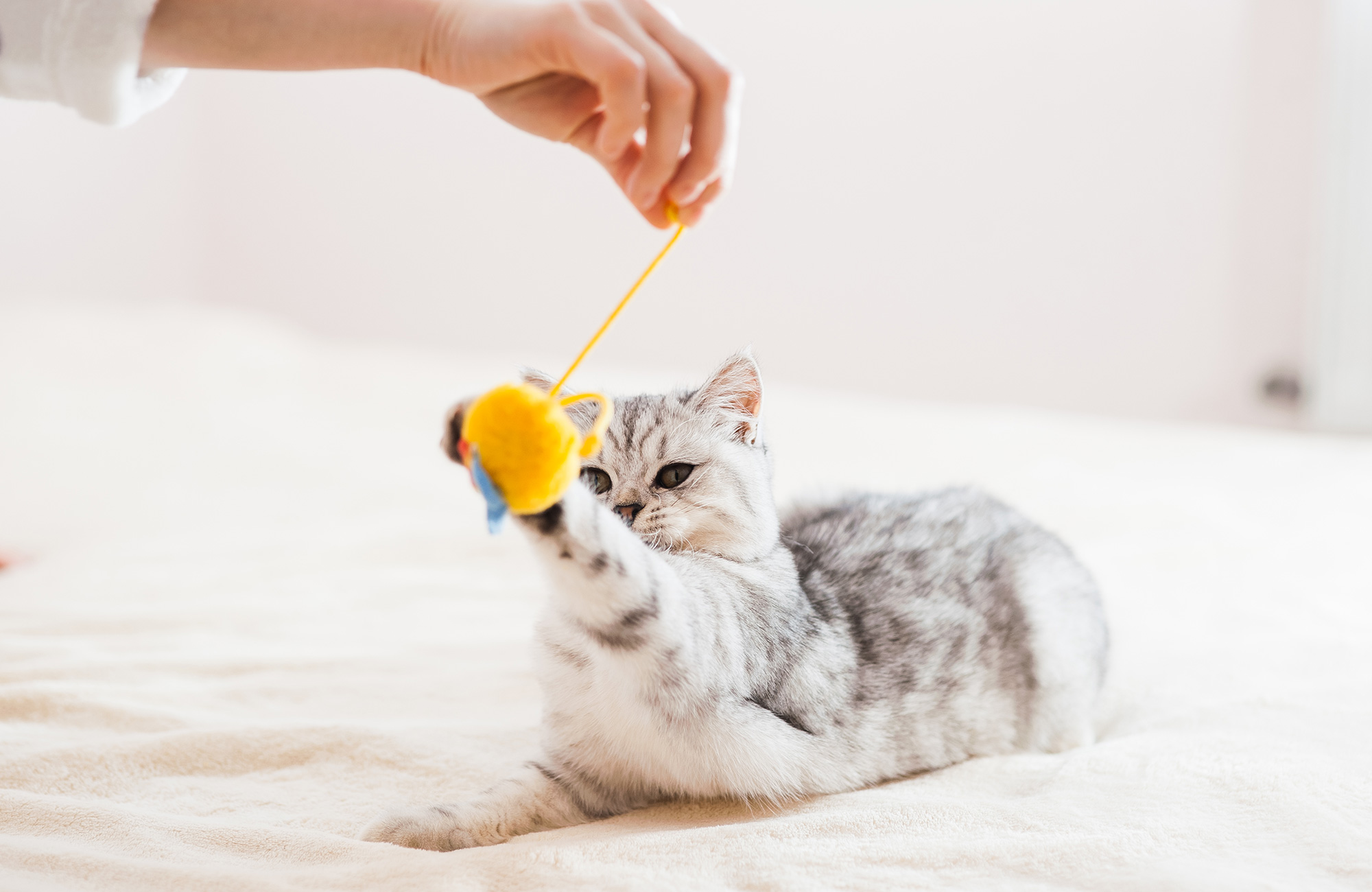Amazing Moving Cat Toys for 2021