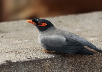 How do you know if a bird is in pain?