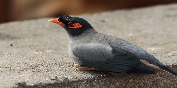 How do you know if a bird is in pain?
