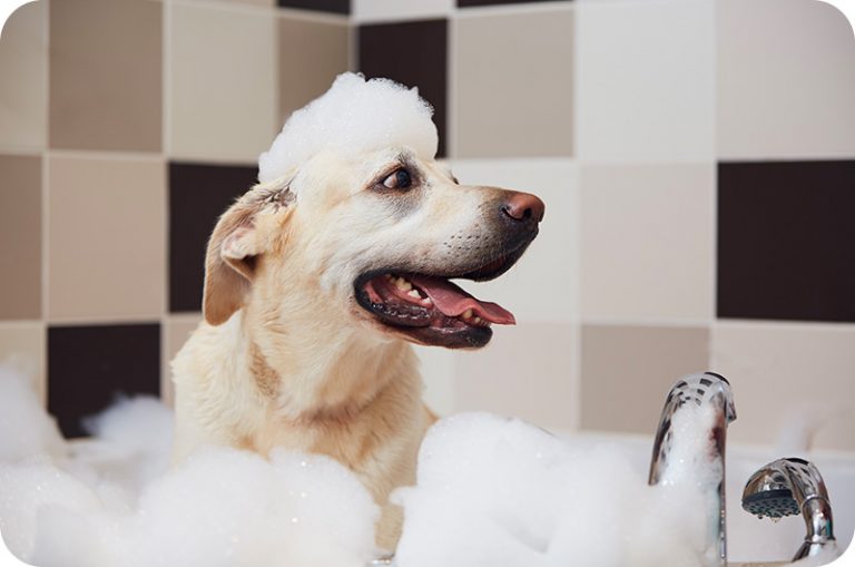 Malaseb Dog Shampoo Alternative YoyiPet