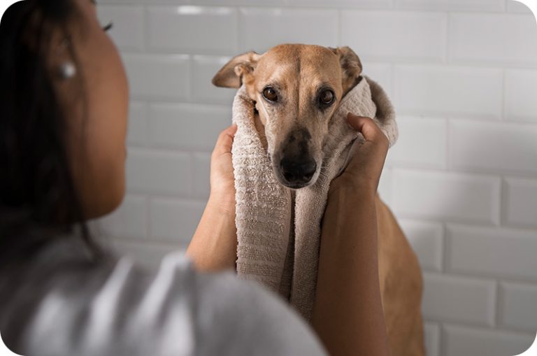 Malaseb Dog Shampoo Alternative YoyiPet