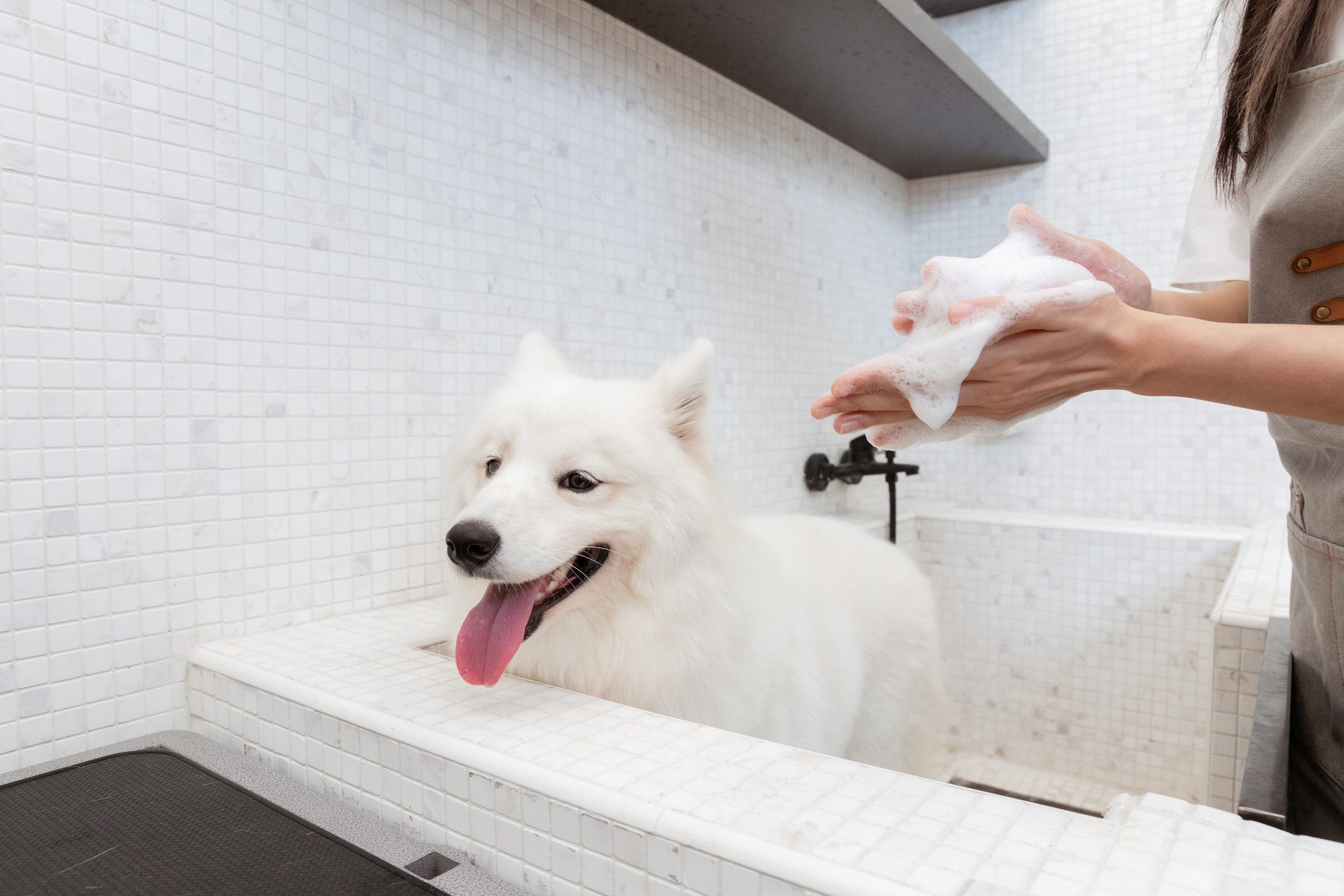 How To Remove Stains From White Dog Fur？ | YoyiPet