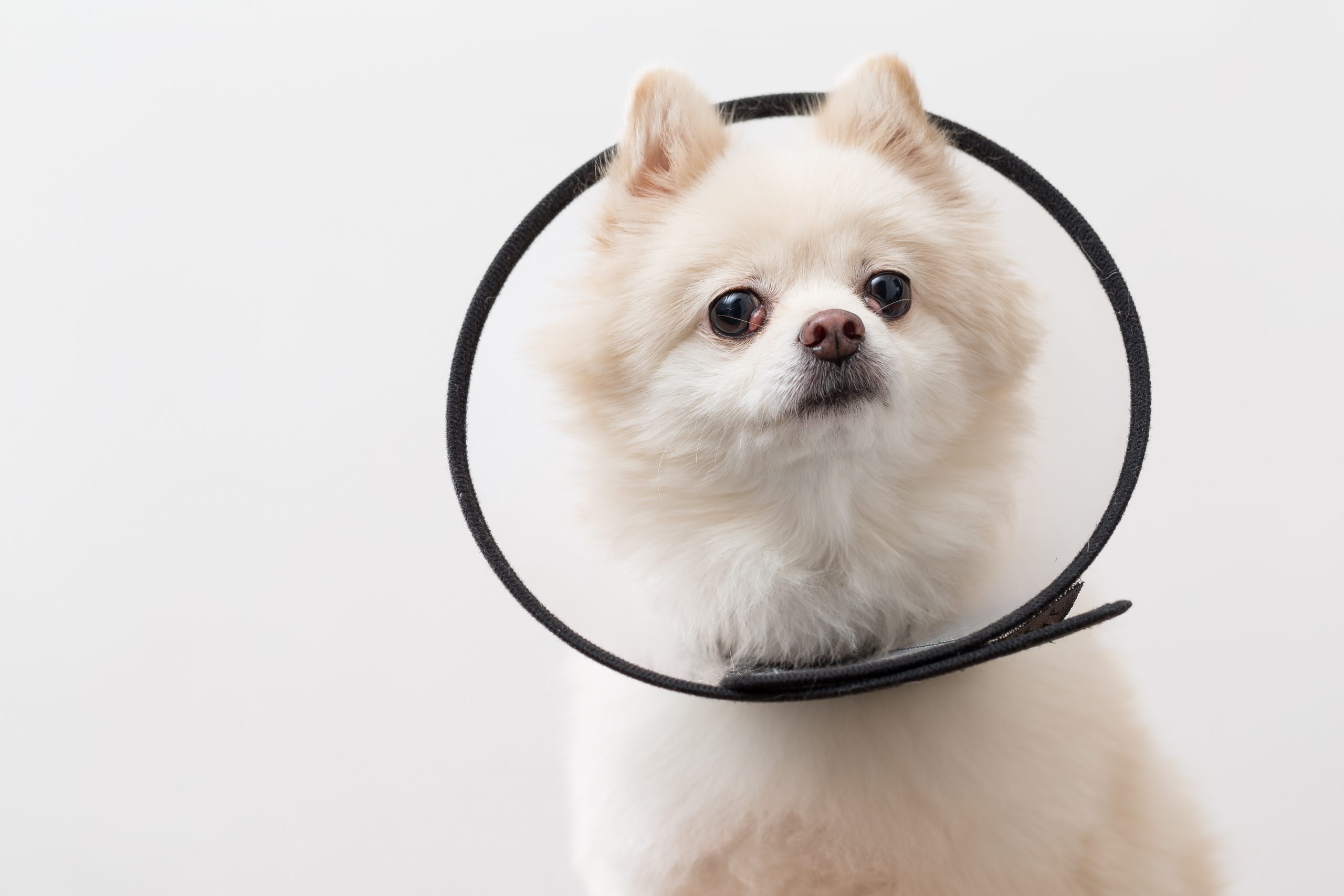 How long does a male dog have to wear the cone after neutering