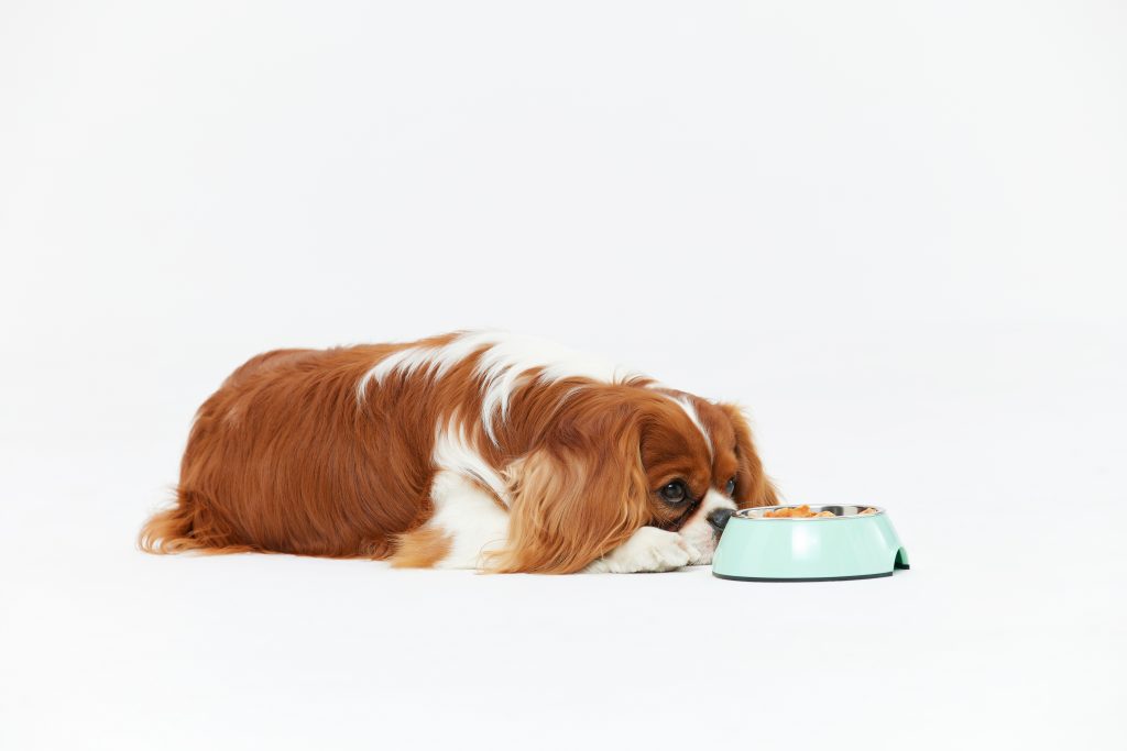 How To Massage Gas Out Of Dog Yoyipet