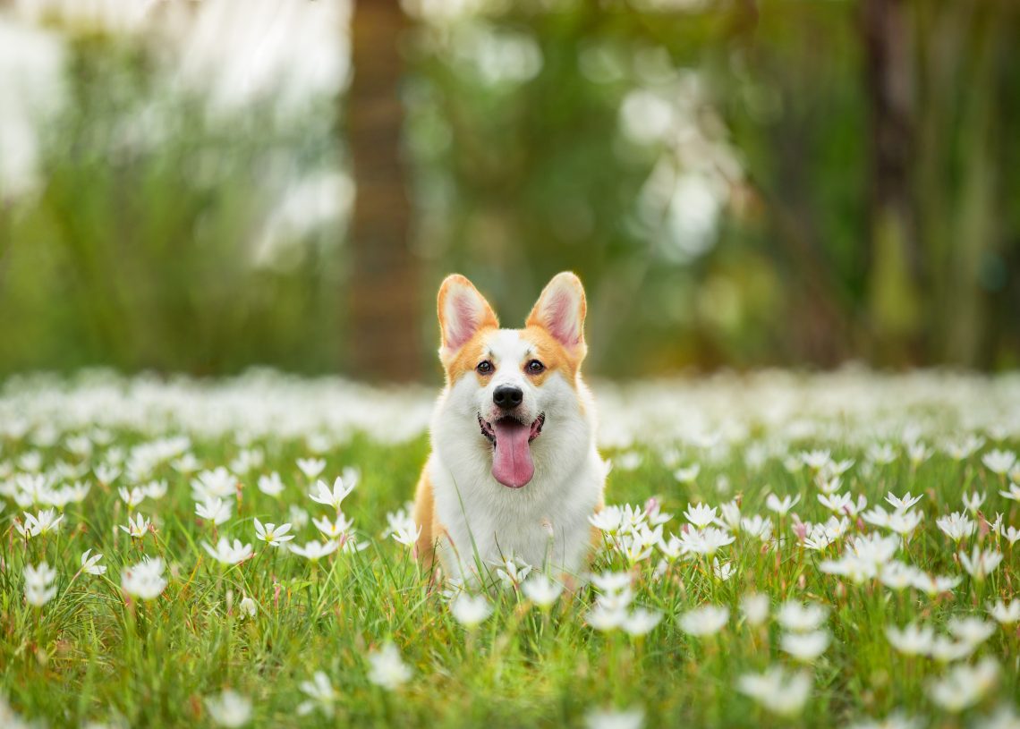 Malaseb Dog Shampoo Alternative YoyiPet