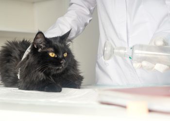 Understanding Heavy Breathing & Bad Breath in Cats