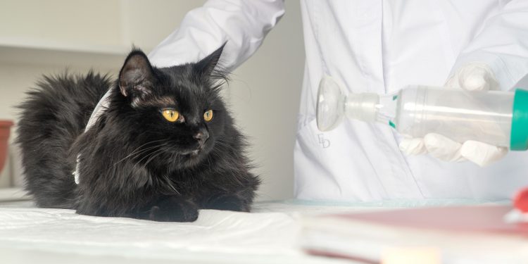 Understanding Heavy Breathing & Bad Breath in Cats