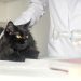 Understanding Heavy Breathing & Bad Breath in Cats