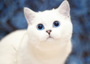 Are White Cats with Blue Eyes Deaf