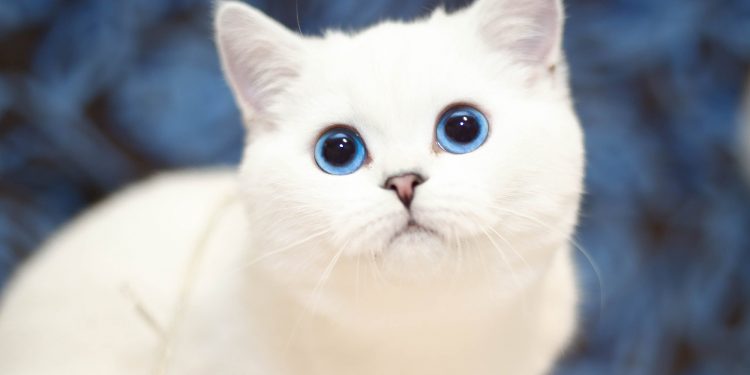 Are White Cats with Blue Eyes Deaf