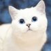 Are White Cats with Blue Eyes Deaf