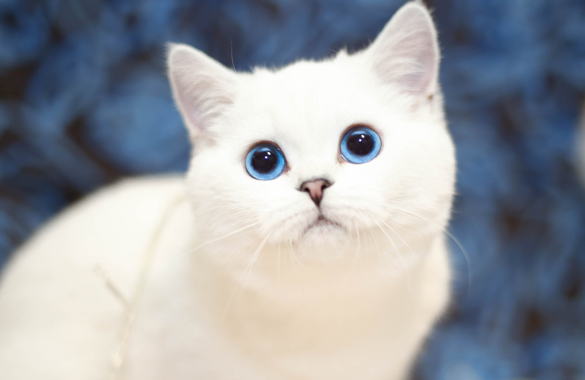 Are White Cats with Blue Eyes Deaf