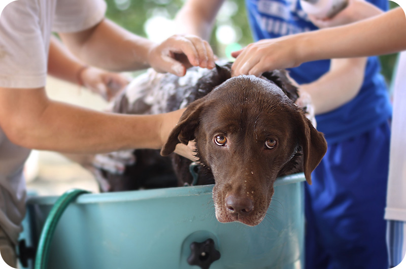 How To Use Hibiscrub On Dogs？ YoyiPet