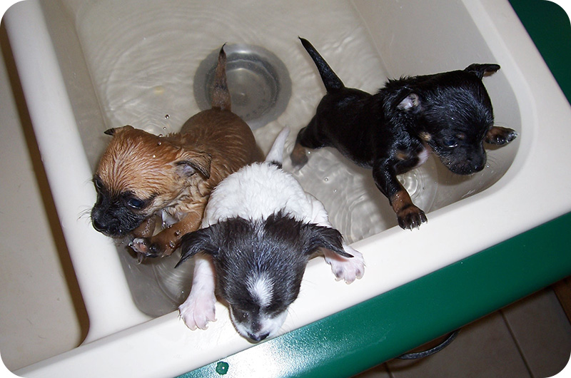 Malaseb Dog Shampoo Alternative YoyiPet