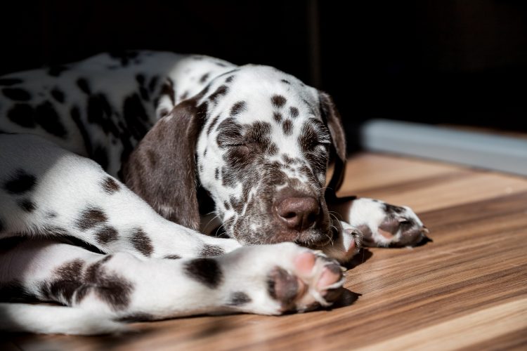 How To Block Dog From Going Under Bed YoyiPet