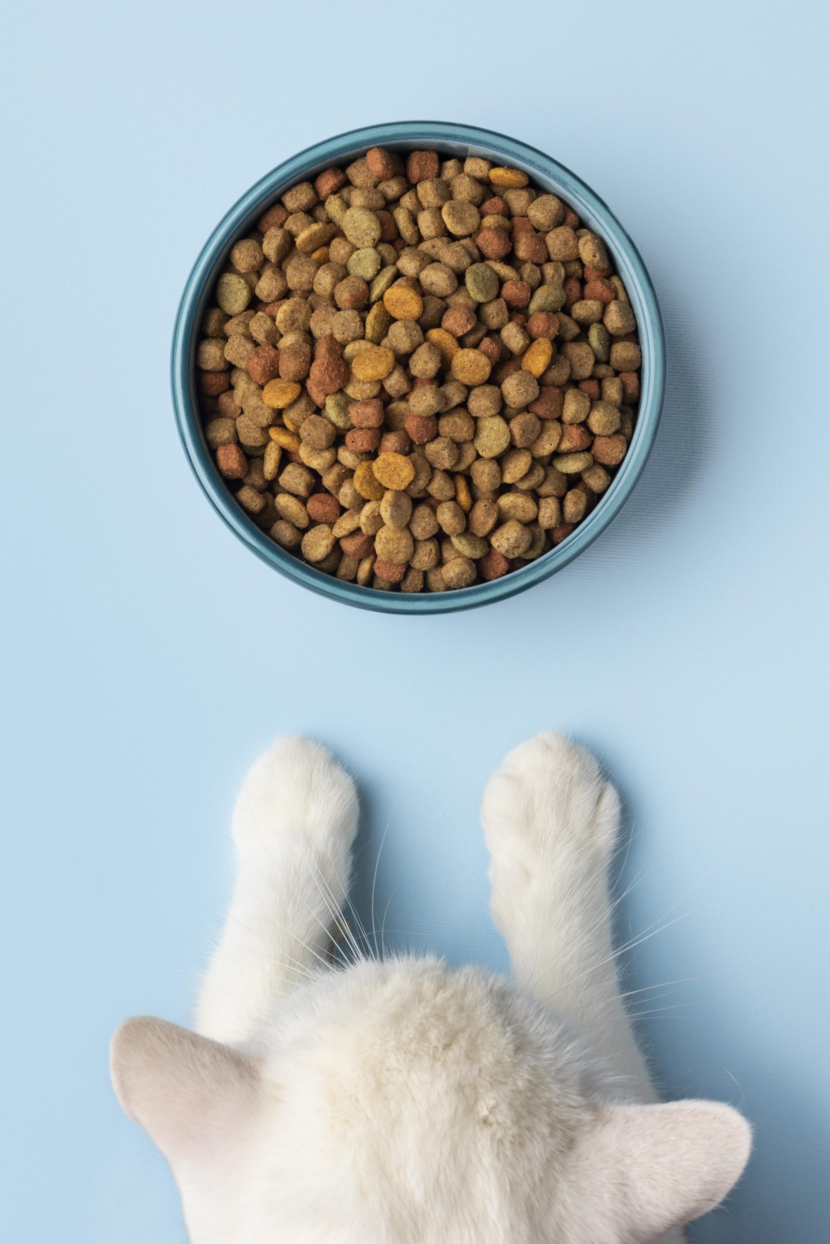 Cat Food Vs. Kitten Food: What's The Difference?