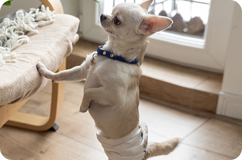 Can A Dog Wear A Diaper After Neutering? YoyiPet