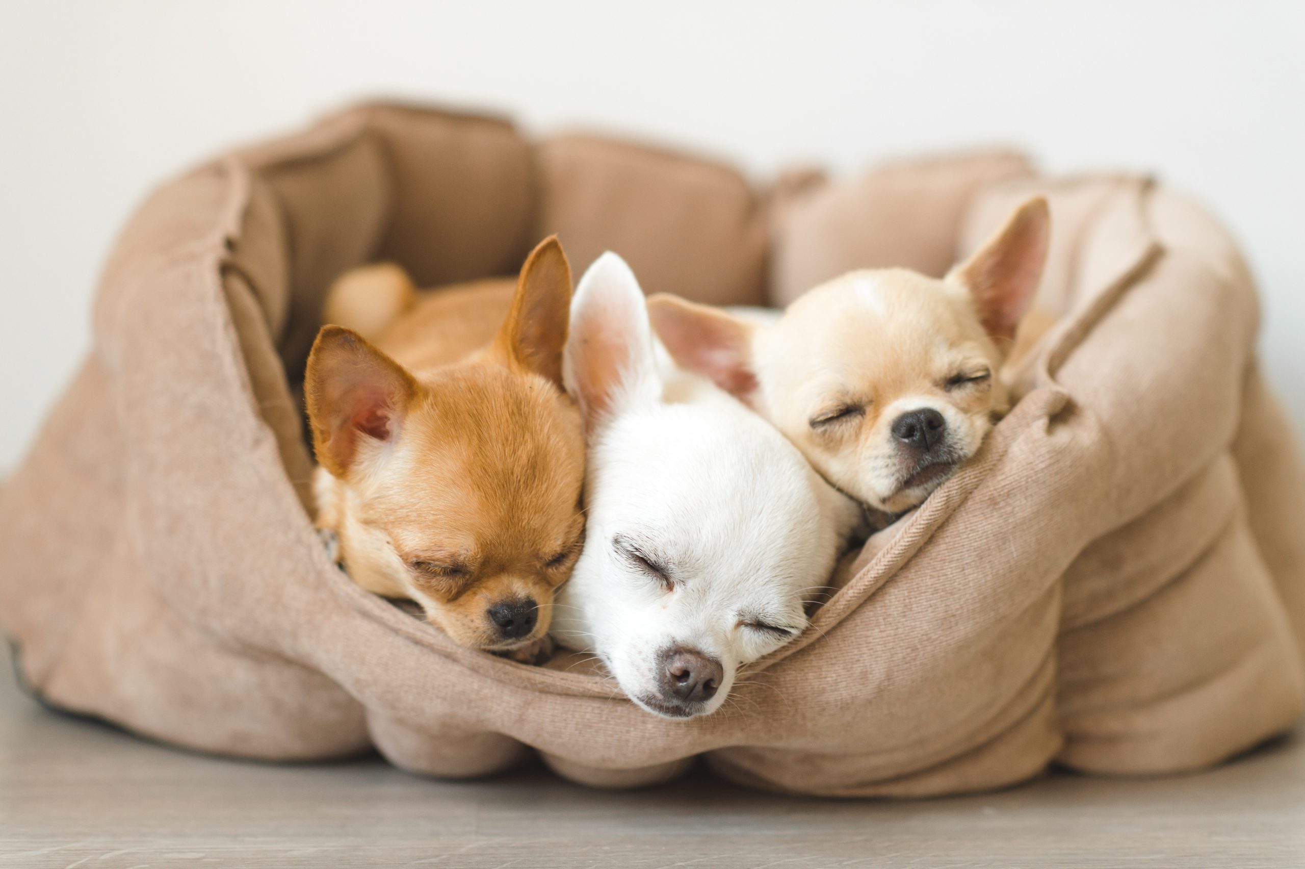 Cheap Alternatives to Dog Beds