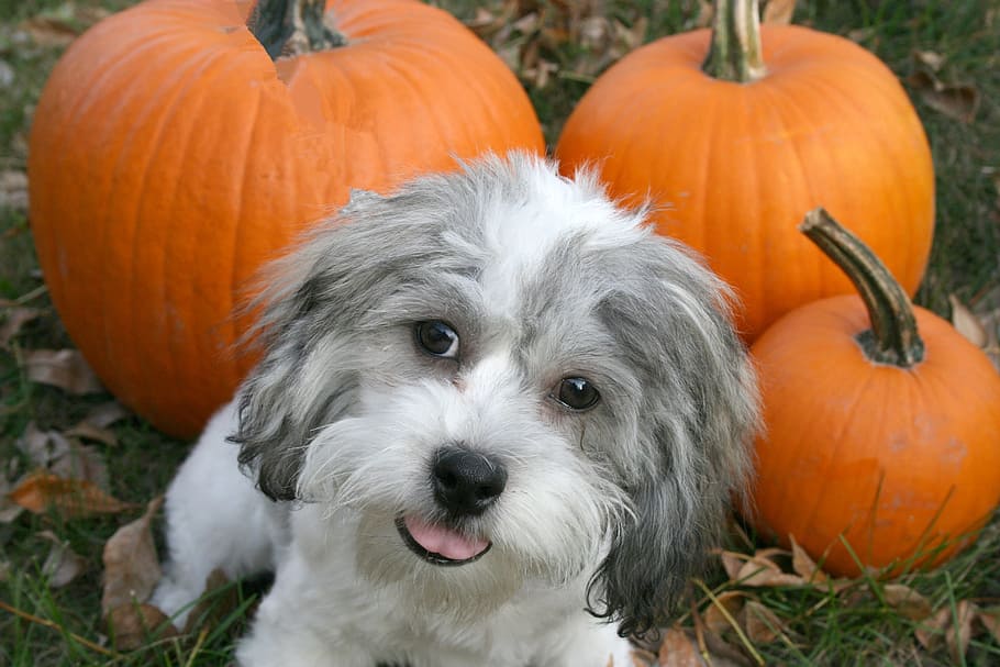 Dog Pumpkin Alternative