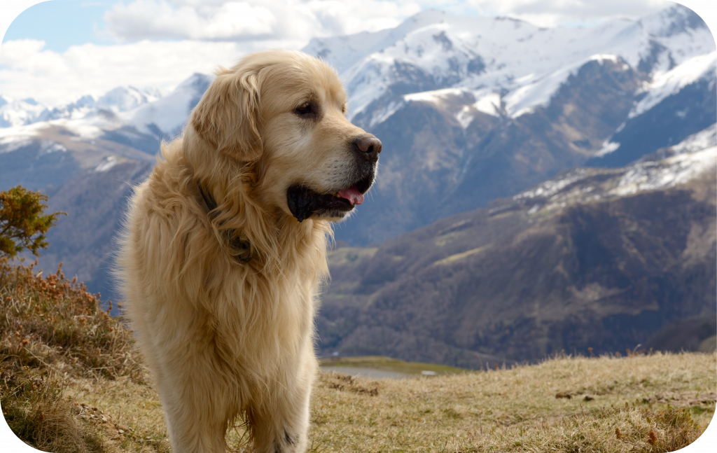 Maremma Dogs VS Great Pyrenees