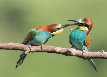 How long is a bird pregnant?