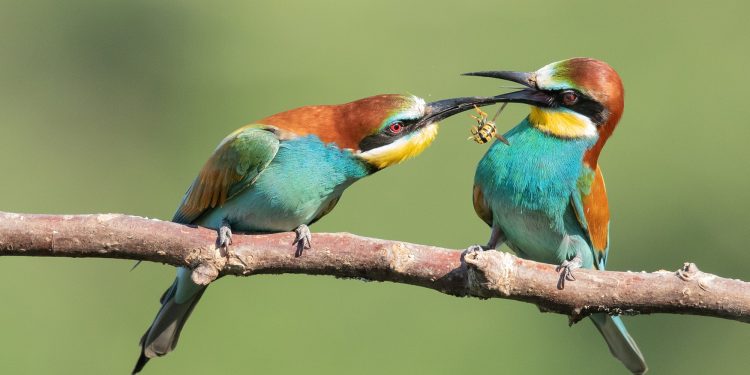 How long is a bird pregnant?