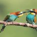 How long is a bird pregnant?