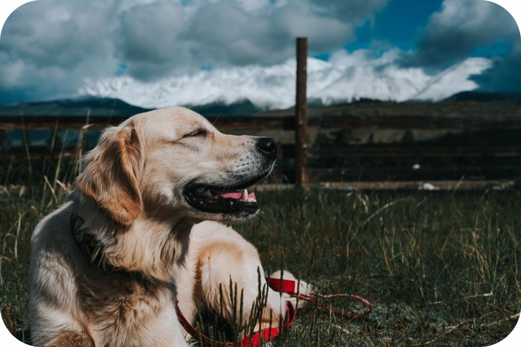  Bernese Mountain Dog Vs. Golden Retriever