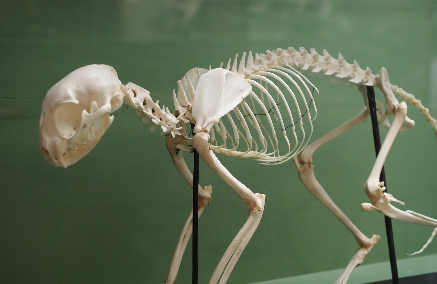 How Many Bones Does A Cat Have? | YoyiPet