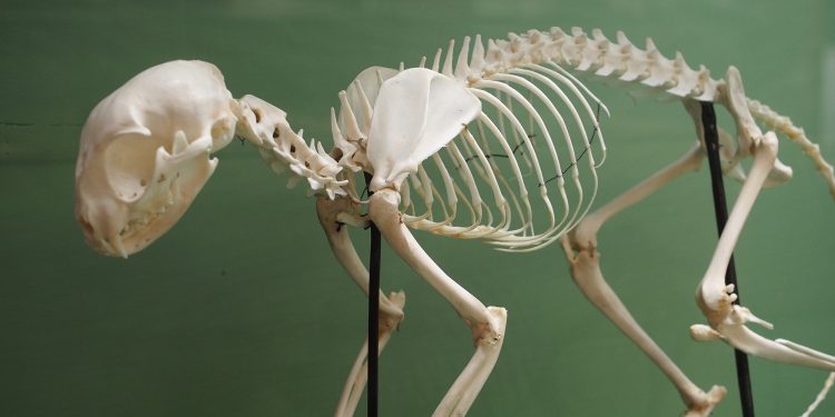 How many bones does a cat have?