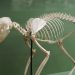 How many bones does a cat have?