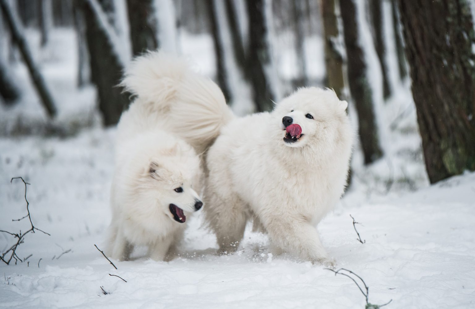 American Eskimo Dog Vs. Japanese Spitz | YoyiPet