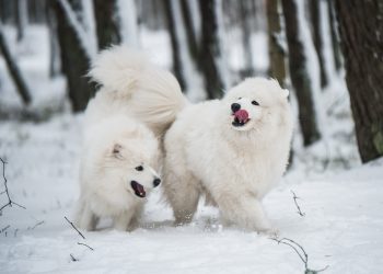 American Eskimo Dog Vs. Japanese Spitz