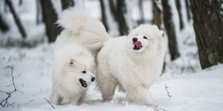 American Eskimo Dog Vs. Japanese Spitz