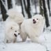 American Eskimo Dog Vs. Japanese Spitz
