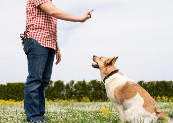 How to Teach my Dog to Defend Himself？