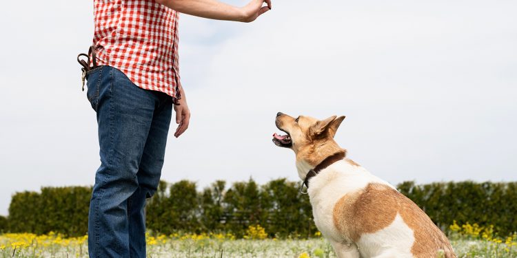 How to Teach my Dog to Defend Himself？