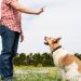 How to Teach my Dog to Defend Himself?