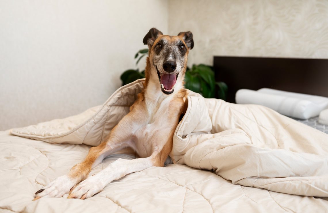 How To Block Dog From Going Under Bed？ YoyiPet