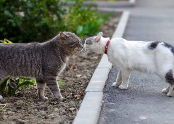 When is cat mating season?