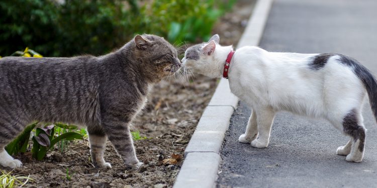 When is cat mating season?