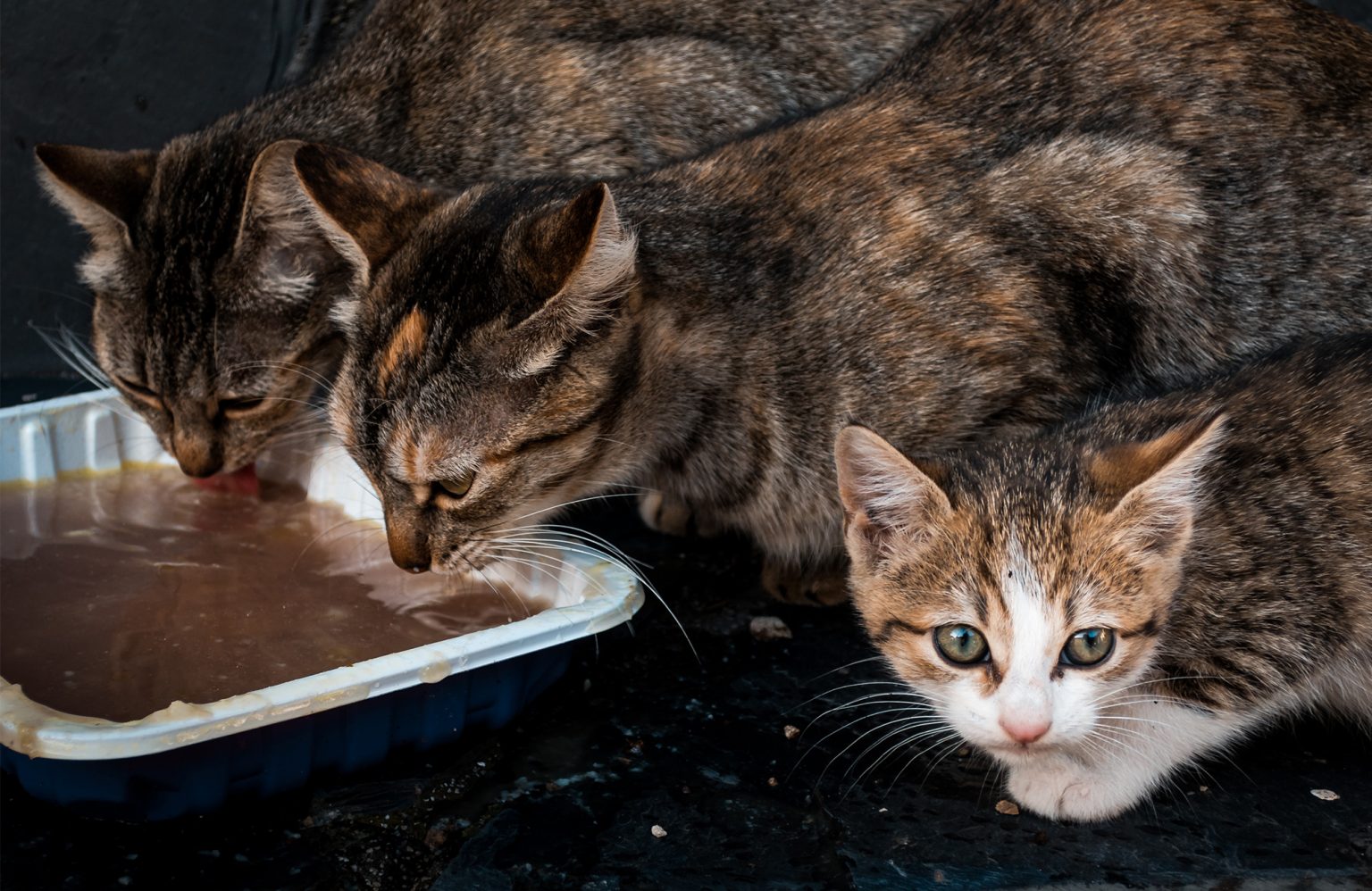 How Long Can Wet Cat Food Sit Out? YoyiPet