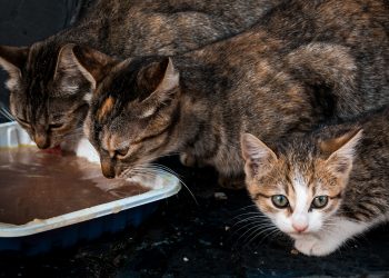 How long can wet cat food sit out?