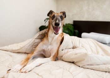 How To Block Dog from Going Under Bed