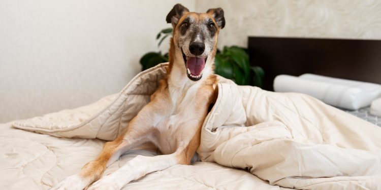 How To Block Dog from Going Under Bed