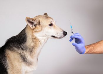 Dog Glucometer Vs. Human Glucometer