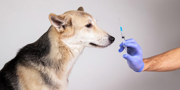 Dog Glucometer Vs. Human Glucometer